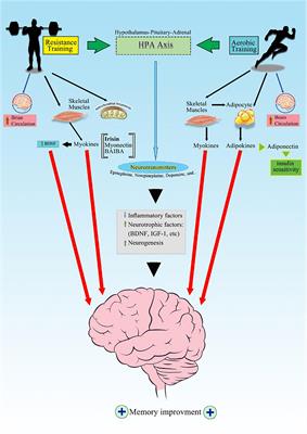 Exercise Training Improves Memory Performance in Older Adults: A Narrative Review of Evidence and Possible Mechanisms